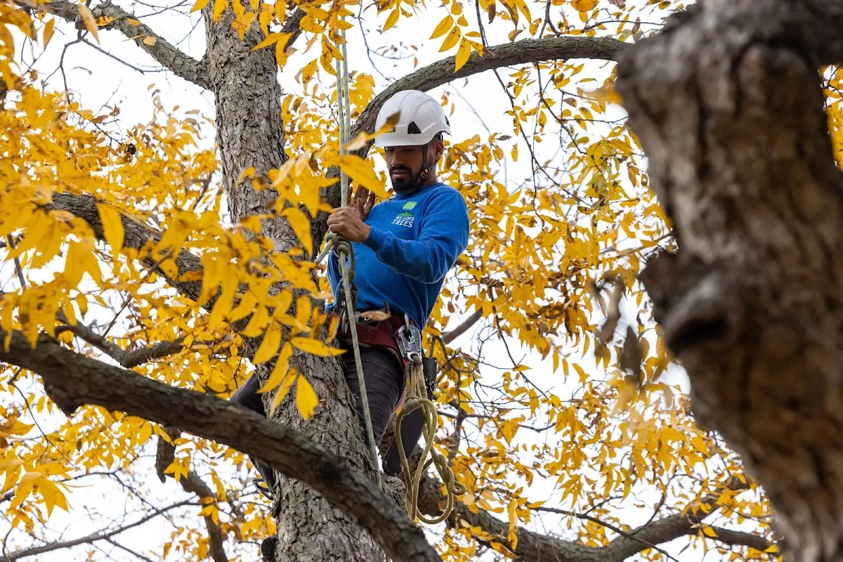 Skilled Tree Transplanting crew working in Belmont